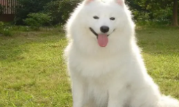 哈士奇小狗一般多少钱（哈士奇小狗多少钱一只幼崽）