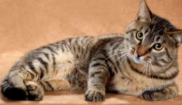 中华名猫大全（中华名猫录）