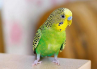 虎皮鹦鹉的饲养大忌（养鹦鹉对人的巨大危害）