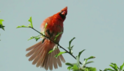 冷门但绝美的鸟类（冷门但绝美的鸟类名字）