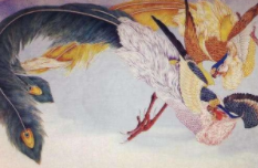 中国十大名鸟（中国鸟排名）