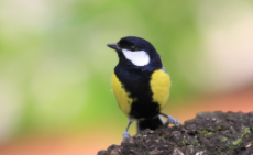 最好看的鸟类排名（十大最好看的鸟）