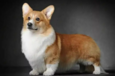 名狗有哪些品种（名狗有哪些品种柯基犬）