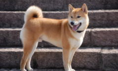 中华田园犬多大（中华田园犬多大算成年）