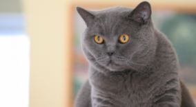 找猫团队价格多少（专业找猫团队多少钱）