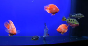 观赏鱼种类大全（观赏鱼种类大全及名称图片）