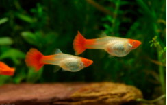 观赏鱼排行榜（最好养的淡水观赏鱼排行榜）