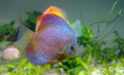 中国十大高档级观赏鱼（中国十大高档级观赏鱼排名）