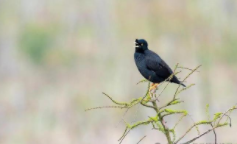 养什么鸟最干净又好养（养什么鸟比较好养）