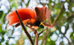 世界上最美的鸟（世界上最美的鸟排名）