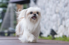 狗狗品种大全及名称介绍（狗品种大全100种）