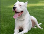 长得好看又霸气的狗（长得好看又霸气的狗图片）