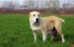 怎么分辨中亚犬纯不纯（怎么分辨中亚犬纯不纯的）