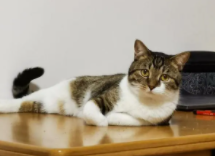 狸花猫花色分类（狸花猫的花色叫法）