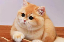 金渐层多少钱一只（矮脚金渐层多少钱一只）