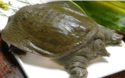 甲鱼属于什么类动物（甲鱼属于海鲜类吗）