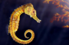 海马属于什么动物（海马属于什么动物类群）