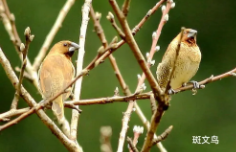 宠物鸟价格排名（宠物鸟品种价格）