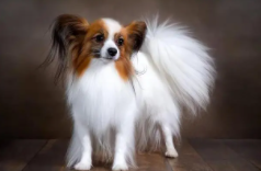 十大最漂亮的狗图片（十大最漂亮的狗图片蝴蝶犬怎么养?注意事项?）