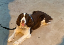 史宾格会忠诚一个主人吗（史宾格会攻击人吗）