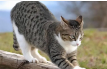 中国狸花猫资料（中国狸花猫简介）