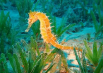 关于海马的资料简介（关于海马的资料简介怎么写）