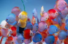 观赏鱼图片及名称价格（观赏鱼图片及名称价格大全）