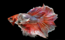 十大最好养小型观赏鱼（12种最适合懒人养的鱼）