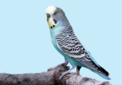 宠物鸟养殖需要办什么手续（宠物鸟养殖需要办什么手续吗）