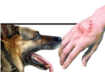 狂犬病能检查出来吗（动物有没有狂犬病能检查出来吗）