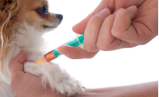 狂犬病七天自测（狂犬病七天自测被猫抓伤）