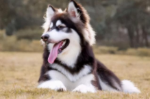 阿拉斯加一生认几个主人（阿拉斯加智力等于几岁）