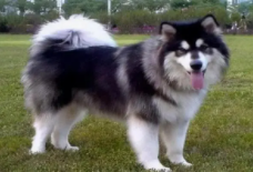 阿拉斯加可以穷养吗（阿拉斯加一般人养得起吗）