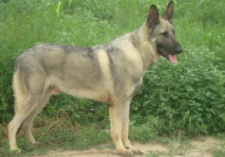 狼青犬几个月开始变凶（狼青犬几个月变的凶猛）