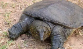 鳖是不是鱼类（鳖是不是鱼类的一种）