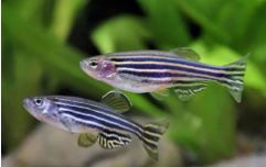 观赏鱼大全1000种（观赏鱼大全 种类）