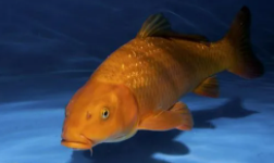 常见的鱼类（常见的鱼类有哪些）