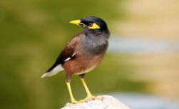 十大最好养又最便宜认人的鸟（十大最好养的宠物鸟）