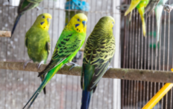 家里能养虎皮鹦鹉吗（家里养虎皮鹦鹉寓意什么）