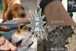 狂犬病的主要症状（试述动物伪狂犬病的主要症状）