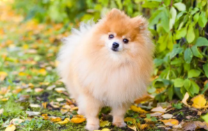 哈多利犬和博美的区别（哈多利系博美犬好养吗）