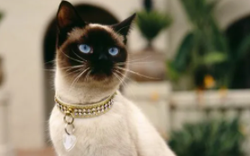 暹罗猫认主人的表现（养暹罗猫的十大禁忌）