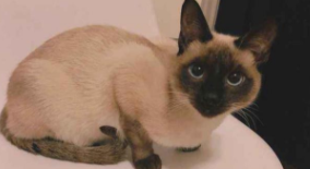 暹罗猫多少钱一只（虎斑暹罗猫多少钱一只）