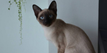 暹罗猫哪个颜色最贵（为什么千万别养暹罗猫）