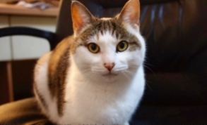 小猫5元一只（小猫5元一只幼崽）