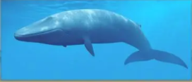 鲸是鱼类吗（鲸是鱼类吗为什么称为鲸鱼）