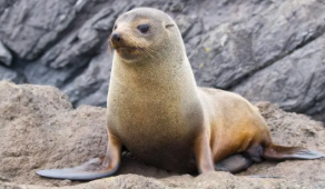 海狮是鱼类吗（海狮是鱼类吗）