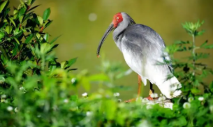 中国十大名贵鸟（中国十大名贵鸟带名字）