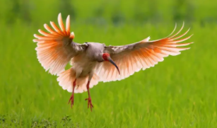 世界上稀有的鸟（世界稀有鸟类）