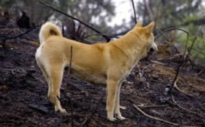 中华田园犬的性格特点（中华田园犬性格特点优缺点）